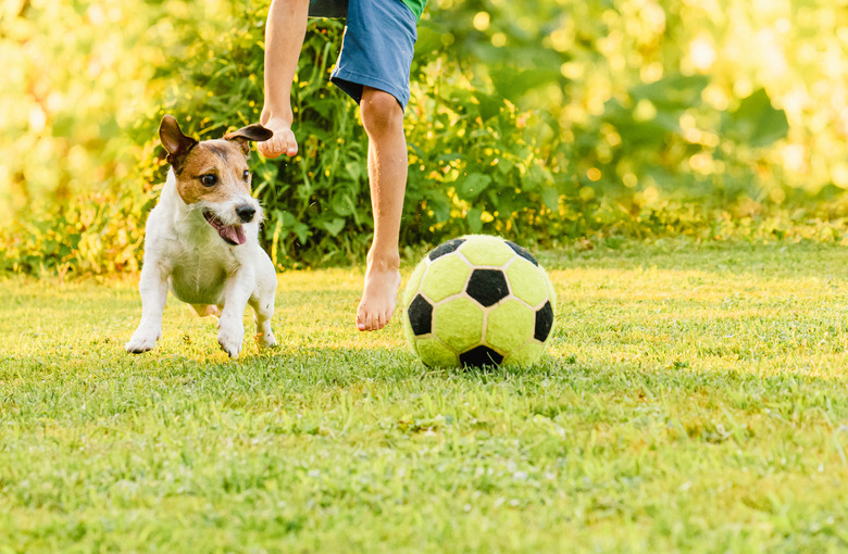 Family with dog playing football soccer recreationally at backyard lawn on sunny summer day
