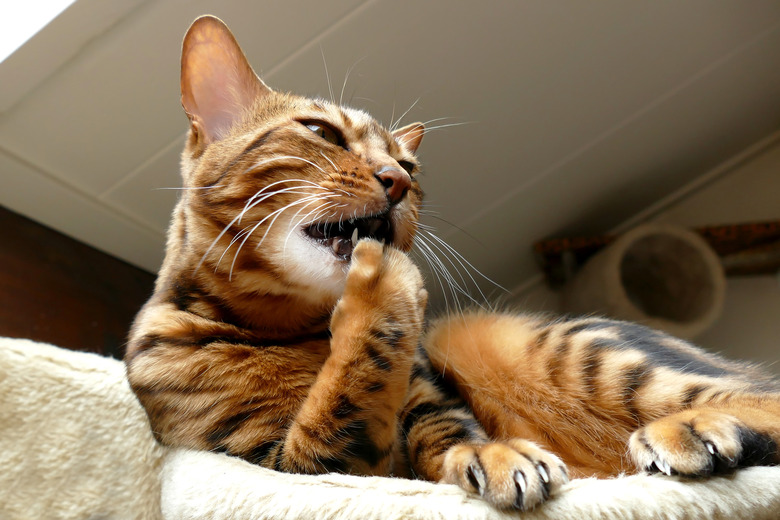 Bengal cat grooming itself