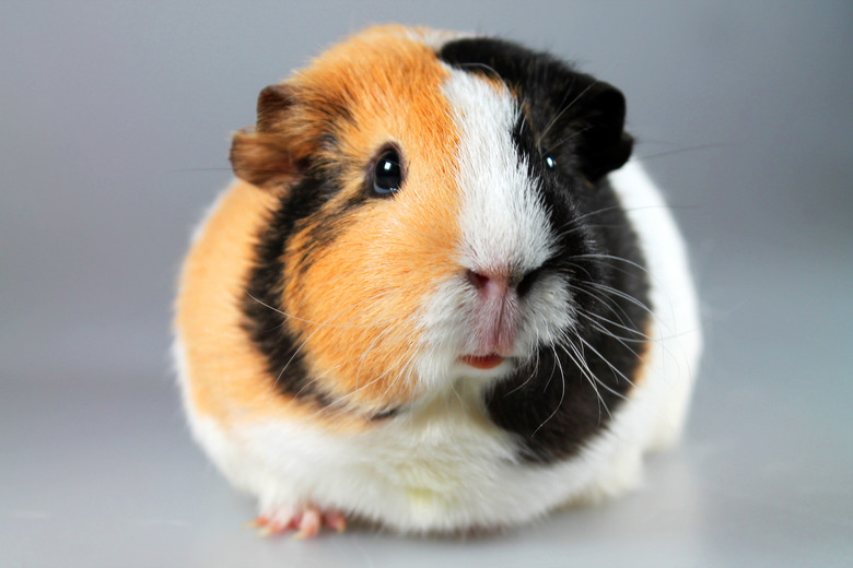 Guinea pig