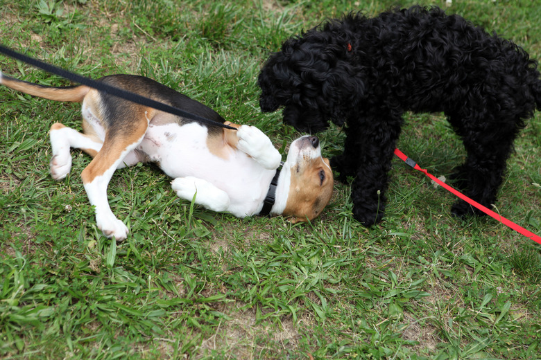 Two dogs on leash playing in grass