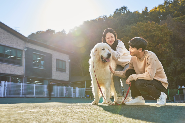 Woman and man walking large dog on leash