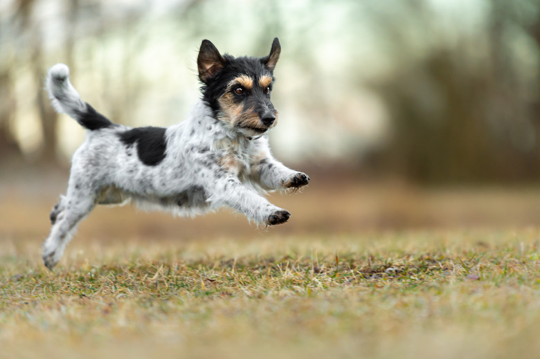 Fast little Jack Russell Terrier dog is running sideways over a meadow in early spring