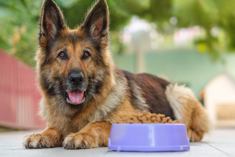 German Shepherd dog lying next to a bowl with kibble dog food