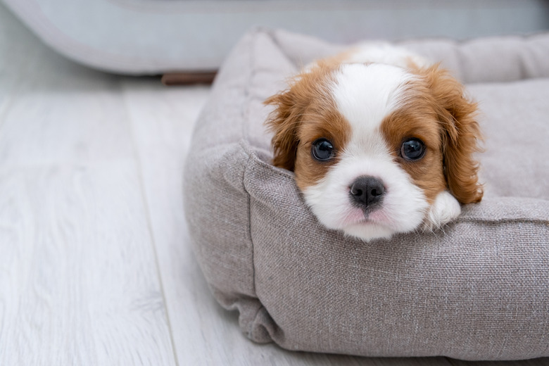Close up portrait of cute Blenheim King Charles Spaniel dog puppy in a indoor home setting with space for text. Little dog lies on a grey background