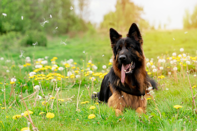German shepherd dog in harness out for a walk lying on the grass in sunny spring day