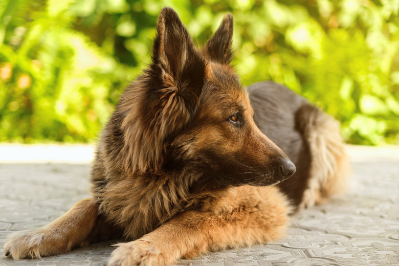 German shepherd dog is lying on the pavement