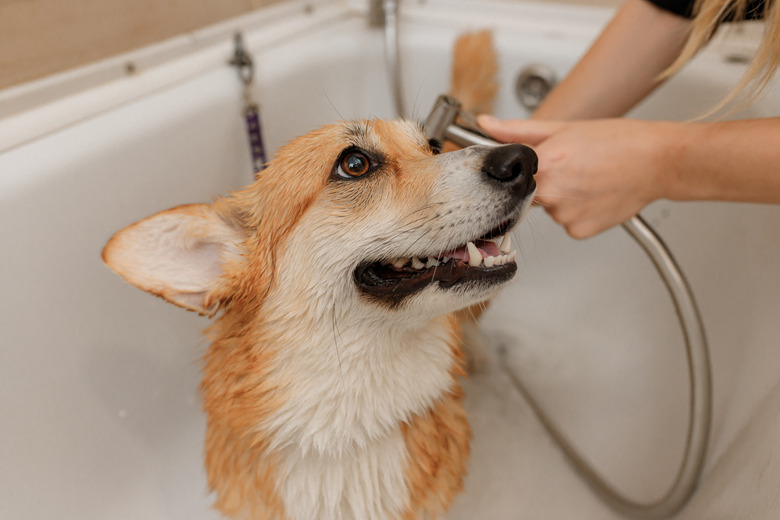 Professional skilled groomer carefully wash the funny Welsh Corgi Pembroke dog in bath