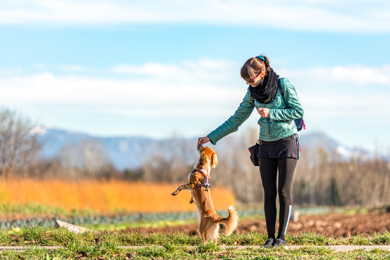 On the Sunny Winter Day Woman Training her Kooikerhondje Dog by Giving him Snacks