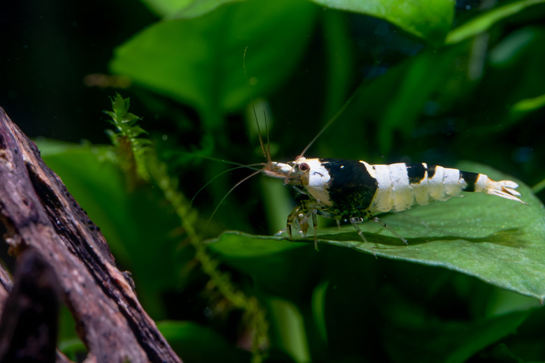Black bee dwarf shrimp stay on green leaf of aquatic plant and look to left side in freshwater aquarium tank with timber and plant as background