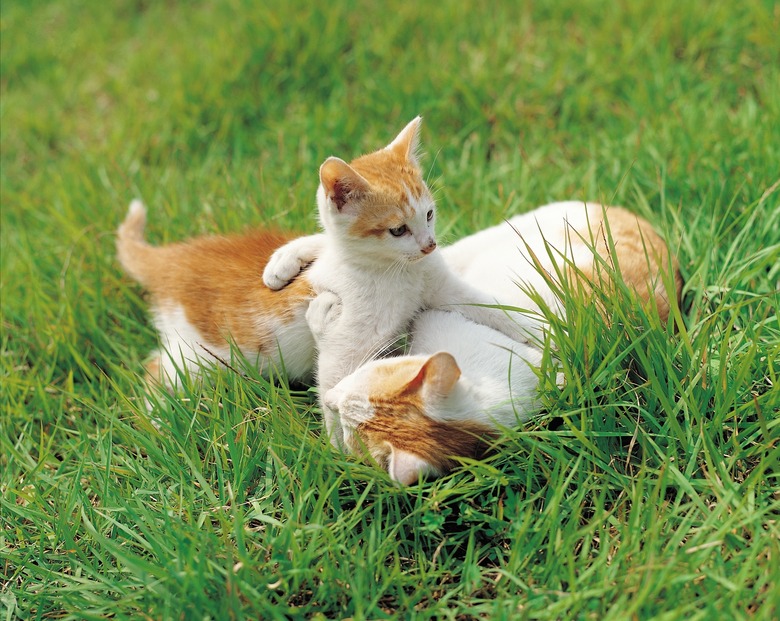 Two cats playing in grass.