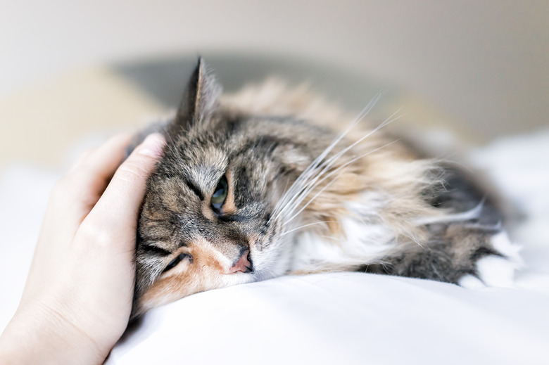 Closeup portrait of cute calico Maine coon cat lying on bed in bedroom room