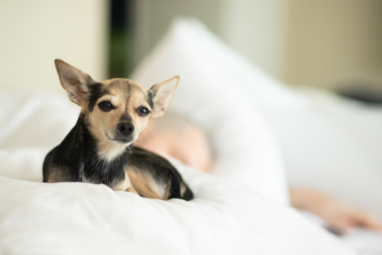 cute funny small dog lies on a pillow in bed