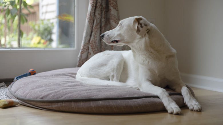Dog resting on round dog bed