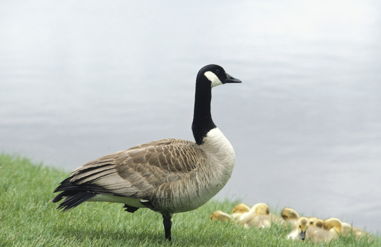 Canadian goose with goslings by river