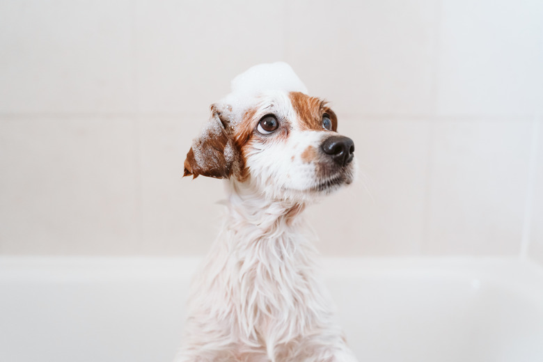 cute lovely small dog wet in bathtub