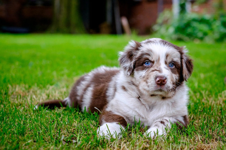 Australian Shepherd with blue eyes.