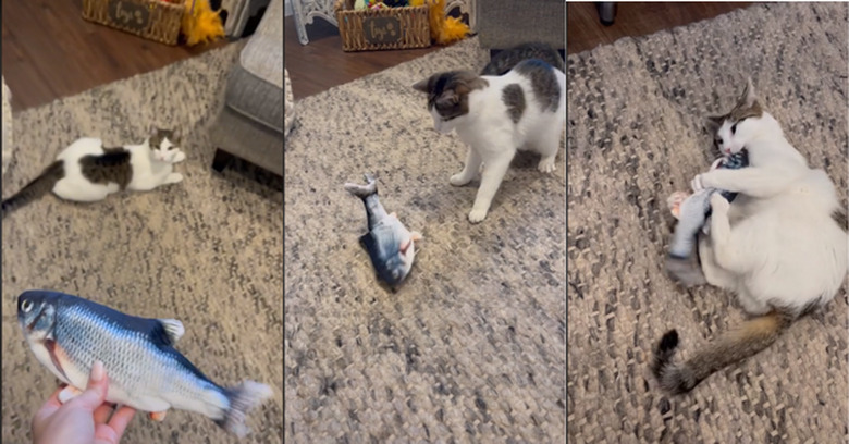 TikTok video stills of a cat playing with flopping fish cat toy.