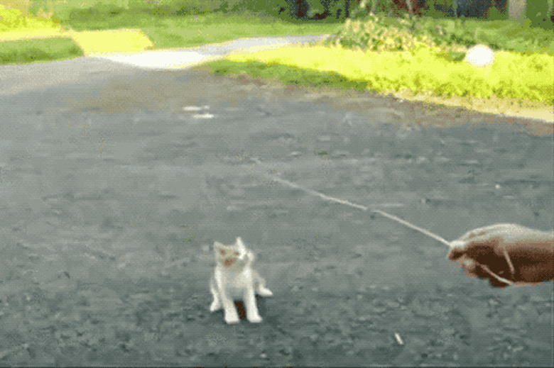 chubby kitten chases stick