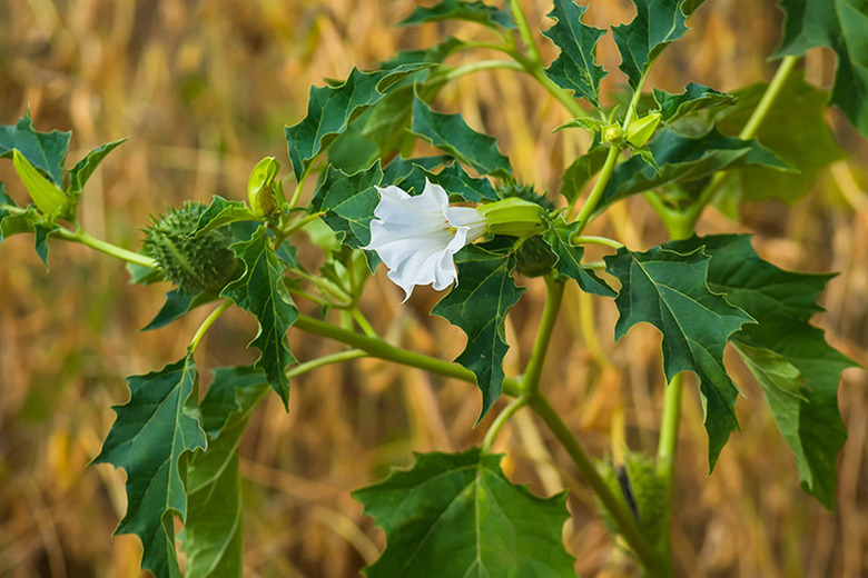 Close-up of a white flower