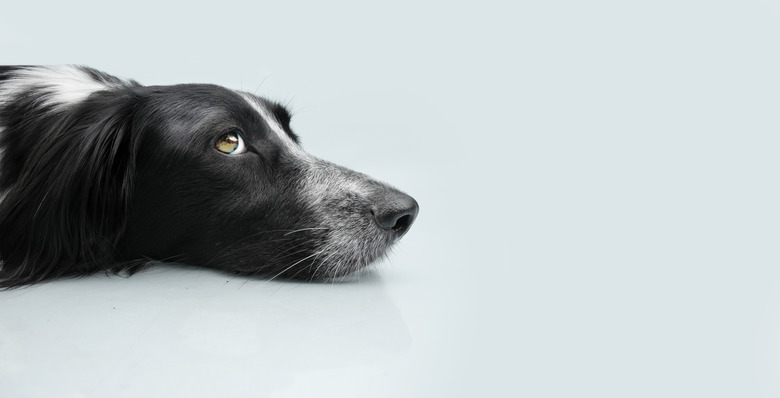 Close-up of dog against white background