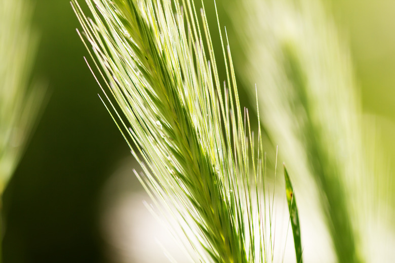 Detailed photo of green foxtail needles