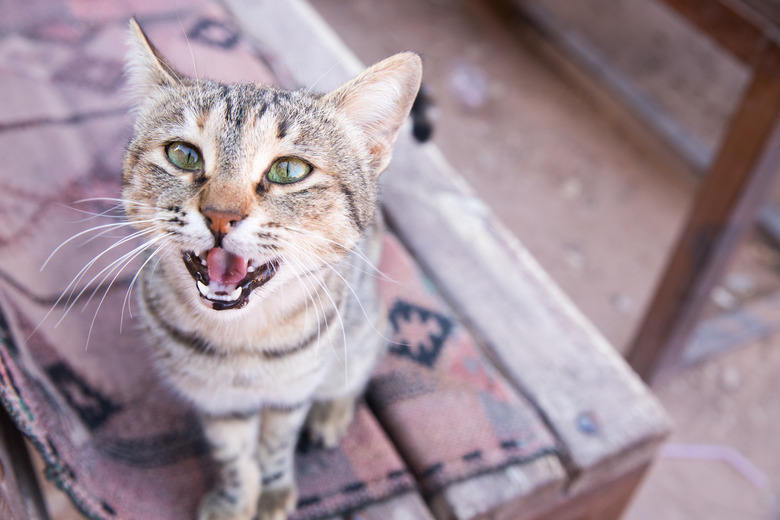 Cat sitting on a bench in Petra