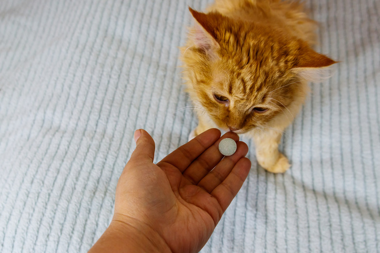 Ginger cat getting a pill from female hand. Concept of taking medicines or vitamins for animals