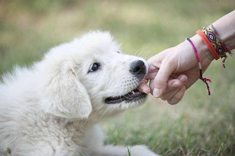 A white dog nipping a hand outdoors
