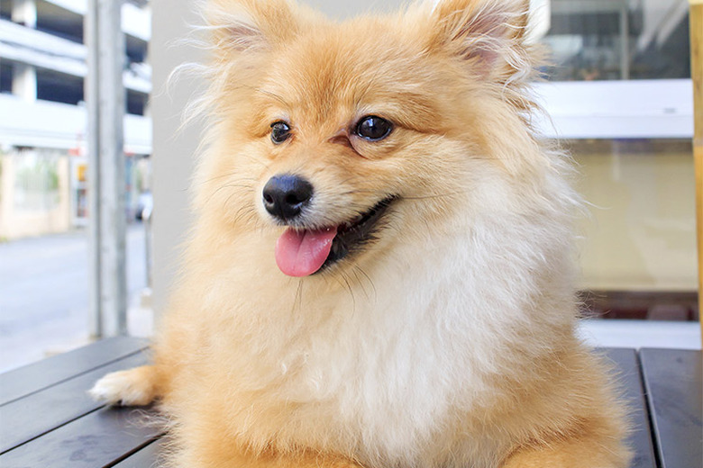 Close up of a brown Pomeranian