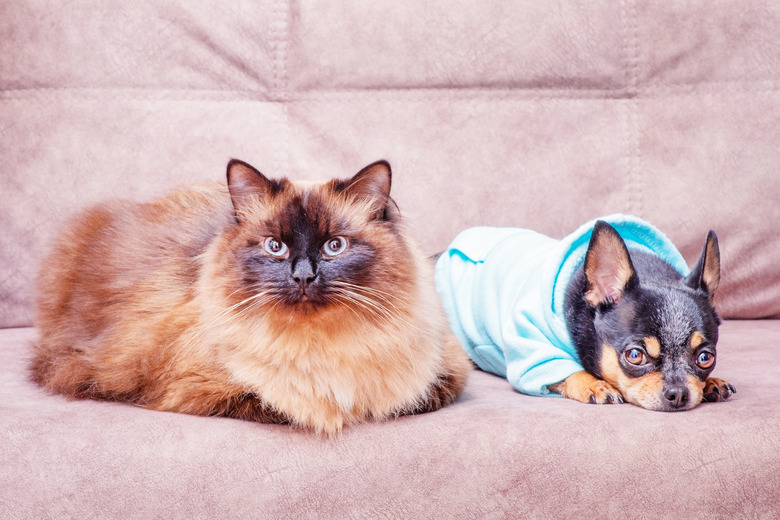 A cat and a dog on the couch. Neva Masquerade and Chihuahua. Animals