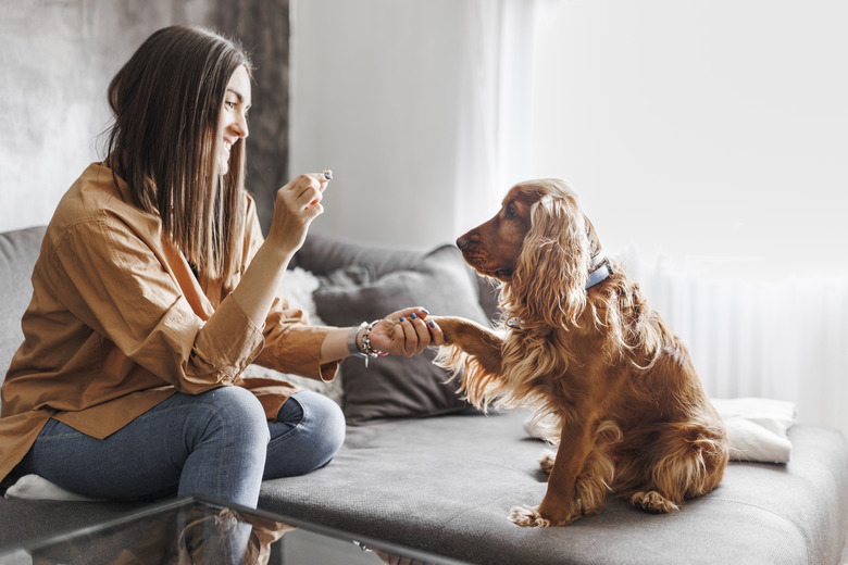 A woman is sitting on a gray couch facing a Cocker Spaniel dog. The woman is holding a treat and holding the dog's paw in a shake command.