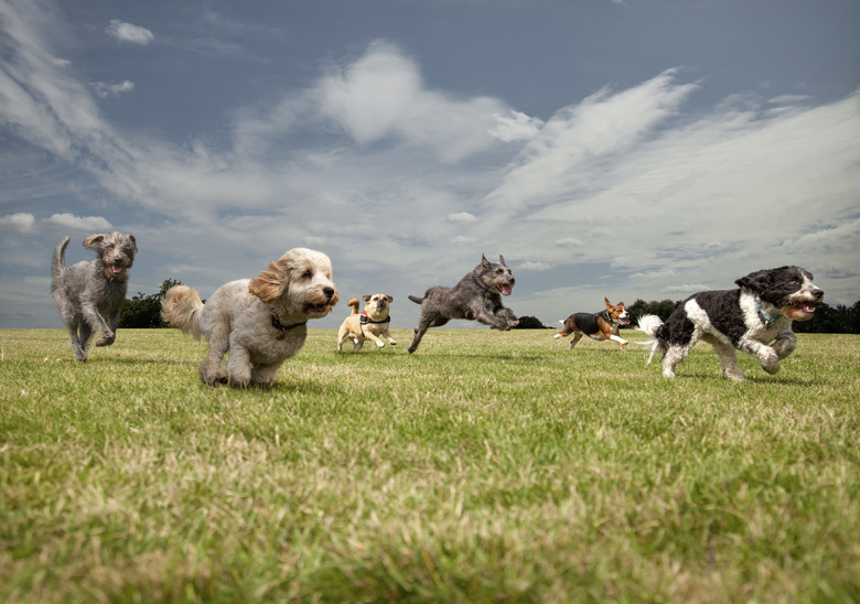 Dogs chasing each other