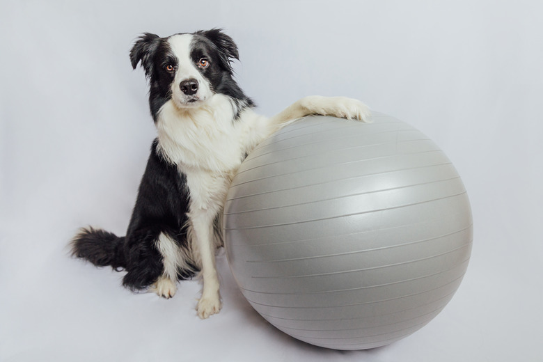 black and white dog with large ball