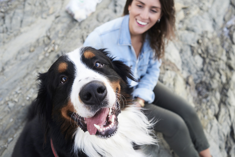 Happy bernese mountain dog looking at camera