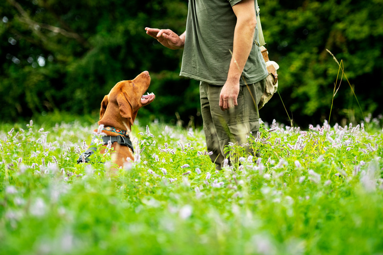 Beautiful Hungarian Vizsla puppy and its owner during obedience training outdoors. Sit cue side view.