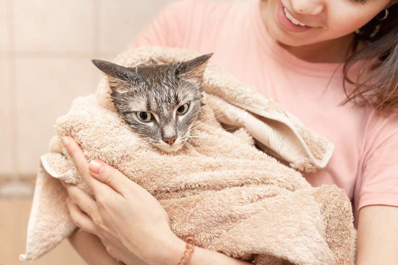 Happy girl is holding a pet cat wrapped in a towel