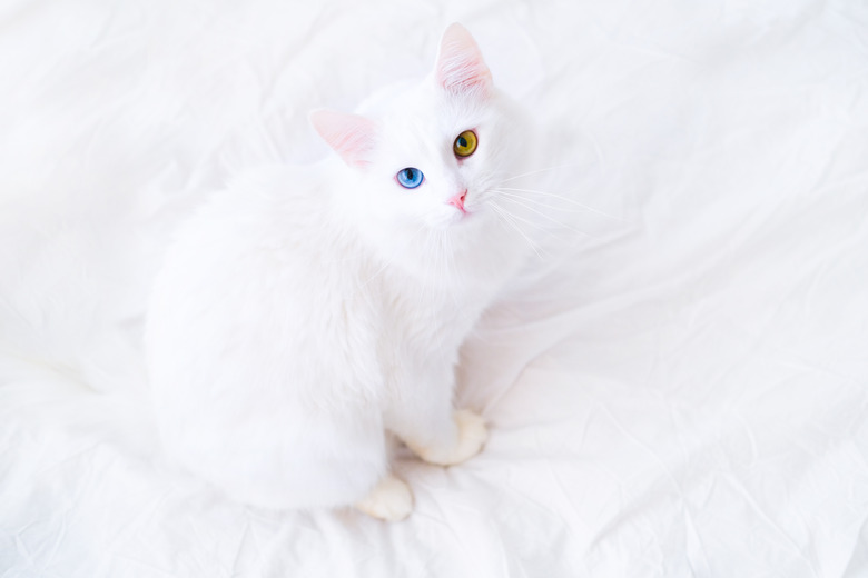 White cat with different color eyes looking up at camera. on white bed. Turkish angora with blue and green eye. Adorable domestic pets