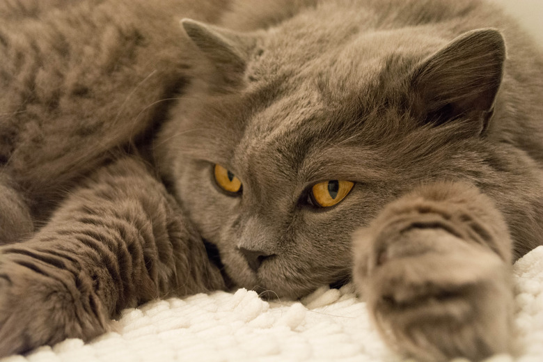British Longhair Highlander male cat