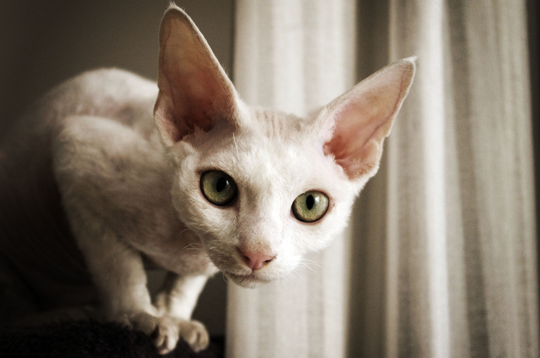Devon rex cat looking at camera
