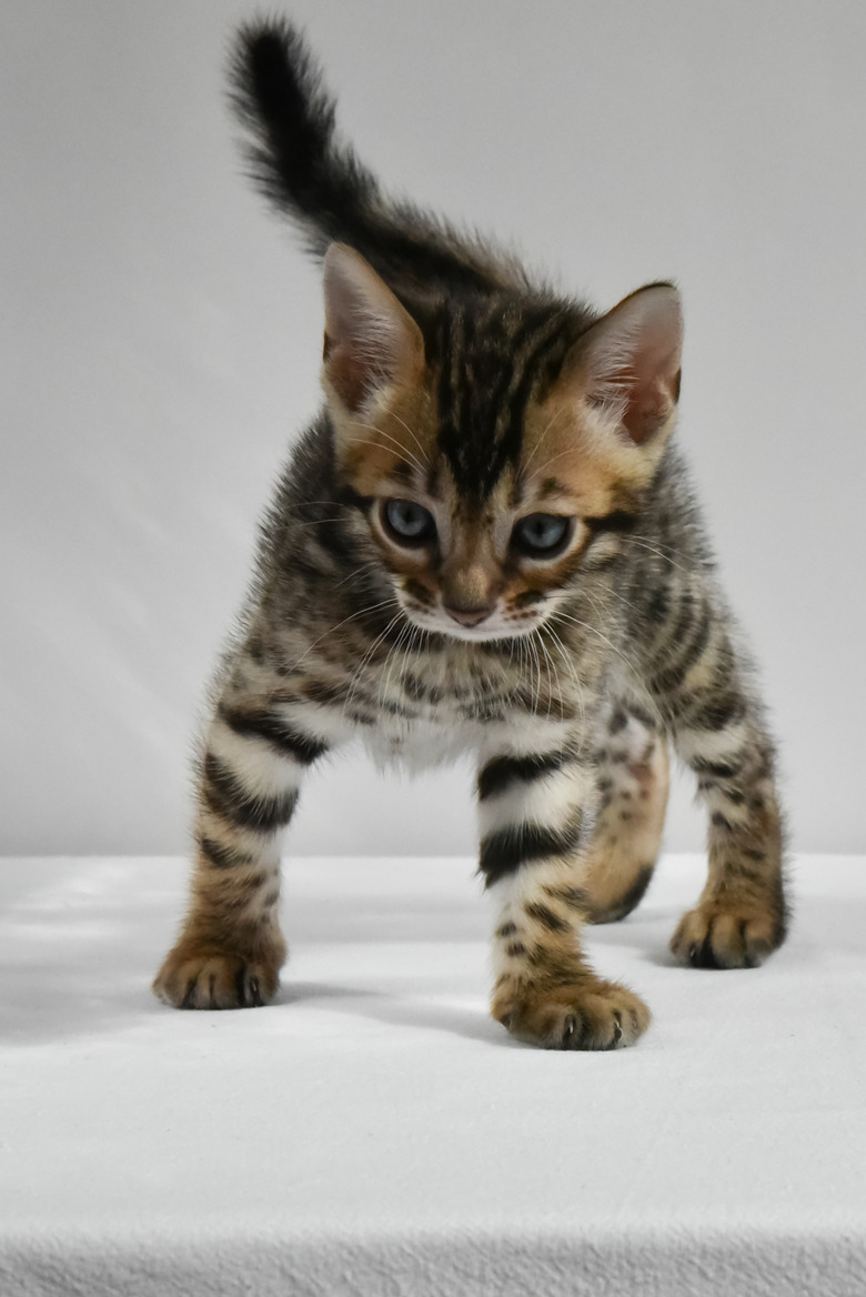 bengal kitten preparing to jump to play. a small