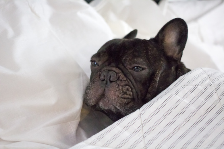 french bulldog in bed