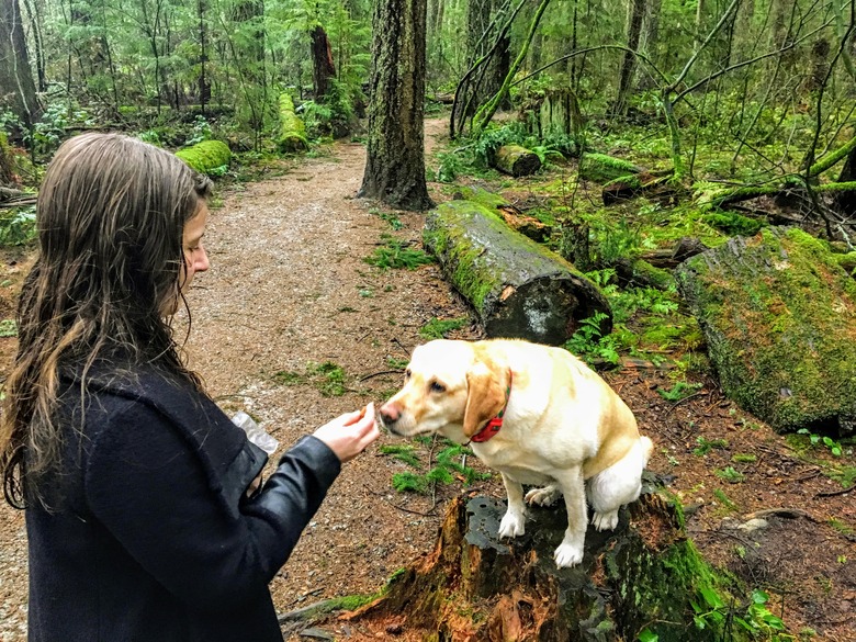 A woman about to feed her pet yellow lab a dog treat while walking in pacific spirit regional park. Vancouver