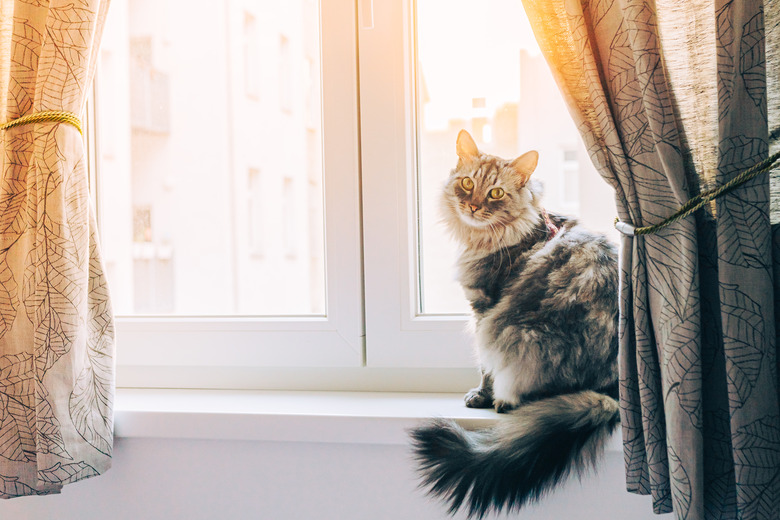 domestic cat is long-haired