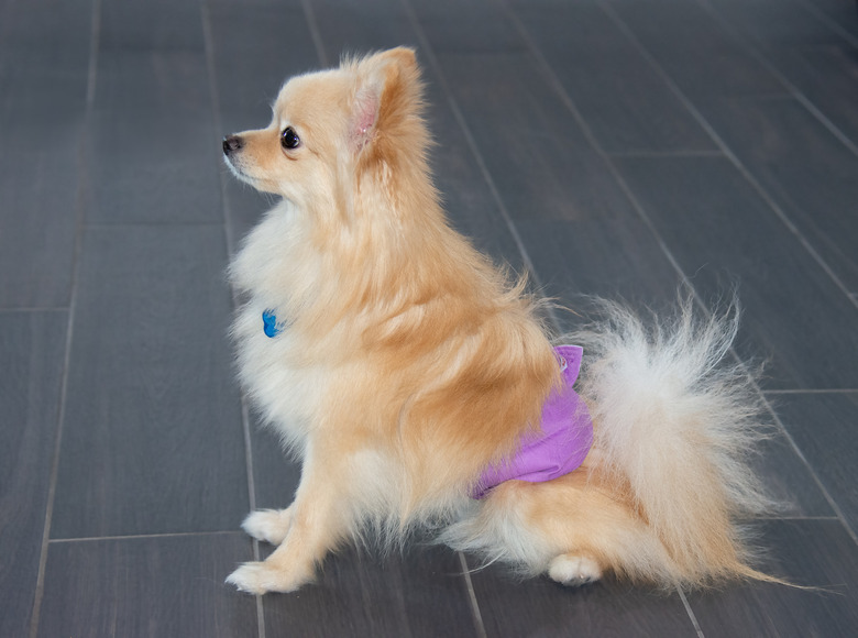 What To Know About Dogs In Heat