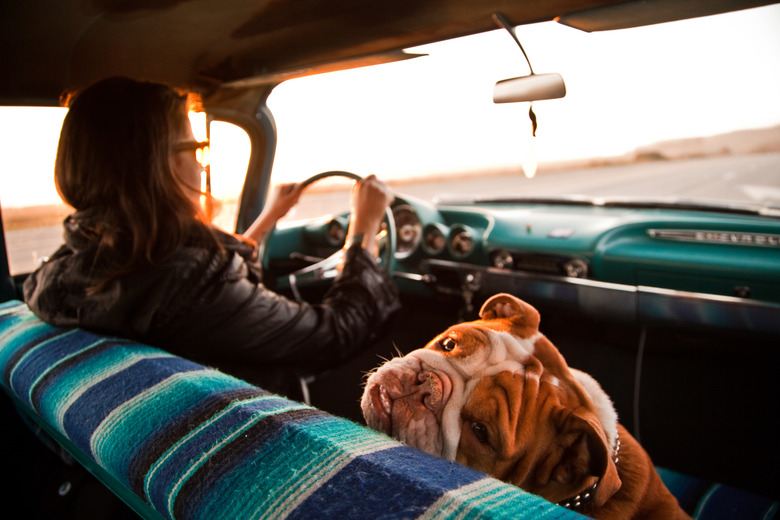 Woman and English bulldog inside Chevrolet bel air