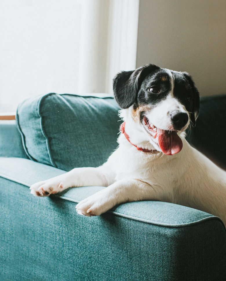 Cute black and white dog sits on a blue sofa