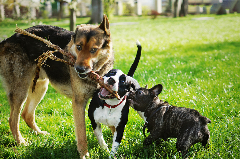 Three friendly happy playing dogs in summer park. German shepherd