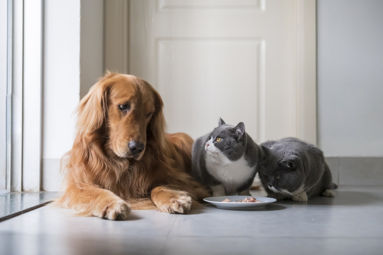Golden Retriever eats with two British Shorthair catx
