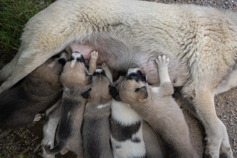 Close up of mother dog feeding her puppies