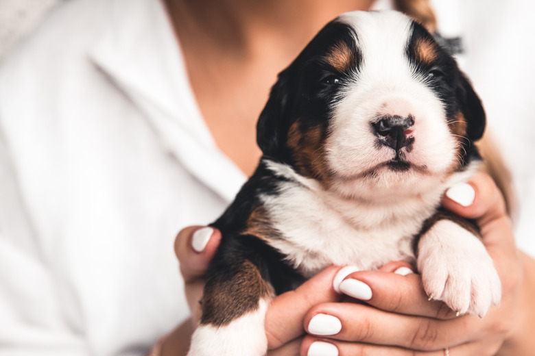 Bernese mountain dog puppy in female hands